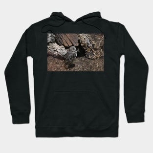 Burrowing Owl Hoodie